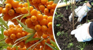 Jak zasadit a pěstovat rakytník: doporučení krok za krokem